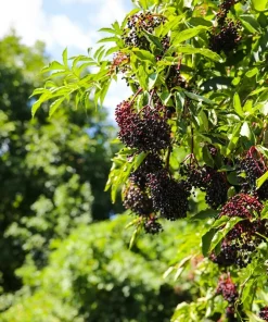 Adams Elderberry Live Plant - 2 Rooted Shrubs - Edible, Zones 3-9, Outdoor - Image 1