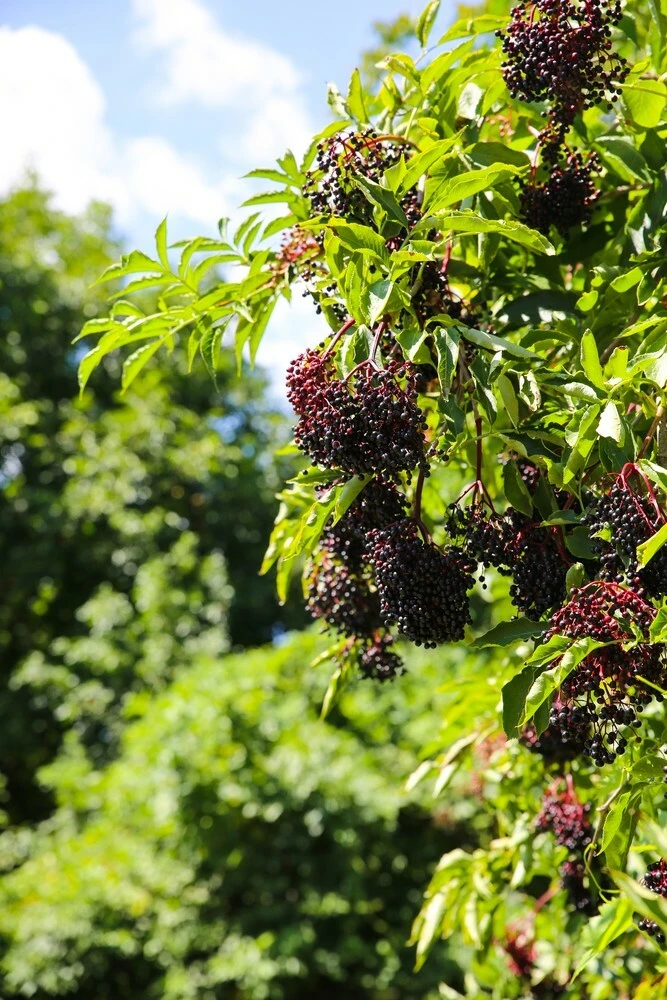 Adams Elderberry Live Plant - 2 Rooted Shrubs - Edible, Zones 3-9, Outdoor - Image 1