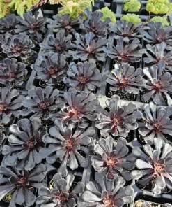Aeonium Black Rose Live Plant – Succulent – 2 inch pot – Indoor/Outdoor - Image 2