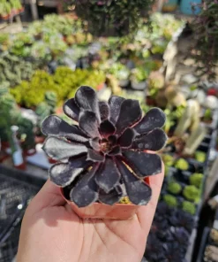 Aeonium Black Rose Live Plant – Succulent – 2 inch pot – Indoor/Outdoor - Image 3