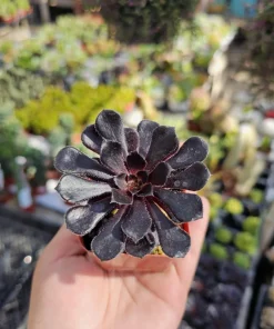 Aeonium Black Rose Live Plant – Succulent – 2 inch pot – Indoor/Outdoor - Image 4