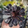 Aeonium Black Rose Live Plant – Succulent – 2 inch pot – Indoor/Outdoor - Image 1