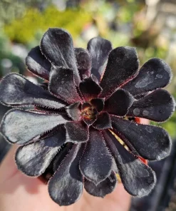 Aeonium Black Rose Live Plant – Succulent – 2 inch pot – Indoor/Outdoor - Image 1