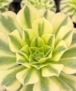 Aeonium Maybach Variegated Succulent Live Plant – 4 inch pot - Image 2