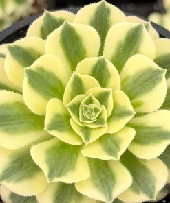 Aeonium Maybach Variegated Succulent Live Plant – 4 inch pot - Image 3