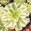 Aeonium Maybach Variegated Succulent Live Plant – 4 inch pot - Image 1