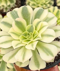 Aeonium Maybach Variegated Succulent Live Plant – 4 inch pot - Image 1