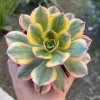 Aeonium Sunburst Live Plant – Pink Succulent in 4'' Pot – Indoor/Outdoor - Image 1
