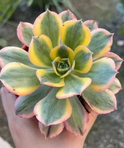 Aeonium Sunburst Live Plant – Pink Succulent in 4'' Pot – Indoor/Outdoor - Image 1