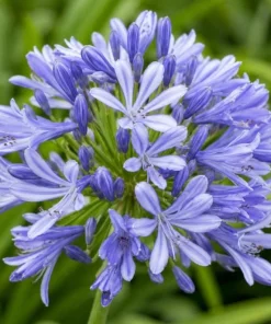 African Blue Agapanthus Live Plant – 4-6 Inch Tall, Blue Flowering Perennial - Image 2
