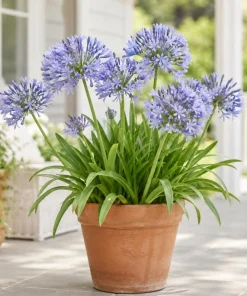African Blue Agapanthus Live Plant – 4-6 Inch Tall, Blue Flowering Perennial - Image 3