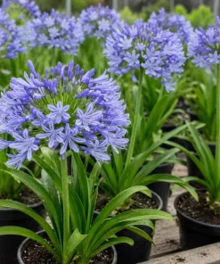 African Blue Agapanthus Live Plant – 4-6 Inch Tall, Blue Flowering Perennial - Image 4