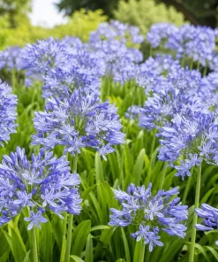 African Blue Agapanthus Live Plant – 4-6 Inch Tall, Blue Flowering Perennial - Image 5