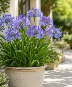 African Blue Agapanthus Live Plant – 4-6 Inch Tall, Blue Flowering Perennial - Image 6