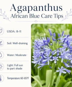 African Blue Agapanthus Live Plant – 4-6 Inch Tall, Blue Flowering Perennial - Image 7