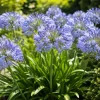 African Blue Agapanthus Live Plant – 4-6 Inch Tall, Blue Flowering Perennial - Image 1