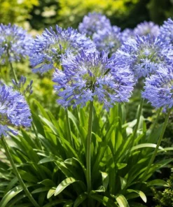 African Blue Agapanthus Live Plant – 4-6 Inch Tall, Blue Flowering Perennial - Image 1