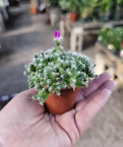 African Bonsai Live Plant - Trichodiadema densum Mini Succulent 2in Pot - Image 3