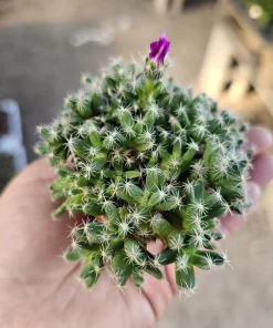 African Bonsai Live Plant - Trichodiadema densum Mini Succulent 2in Pot - Image 4