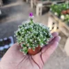 African Bonsai Live Plant - Trichodiadema densum Mini Succulent 2in Pot - Image 1