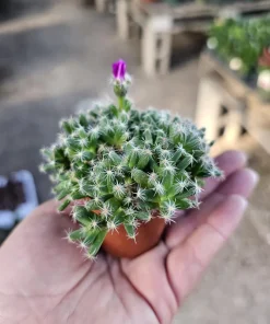 African Bonsai Live Plant - Trichodiadema densum Mini Succulent 2in Pot - Image 1