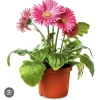 African Daisy Live Plant - Colorful Marguerite Flower for Gardens - Image 1