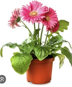 African Daisy Live Plant - Colorful Marguerite Flower for Gardens - Image 1