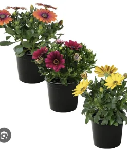 African Daisy Live Plant – Vibrant Margaritas Africanas Houseplant - Image 2
