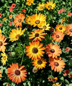 African Daisy Seeds – Dimorphotheca sinuata – 200 Seeds for Pollinator Gardens - Image 2