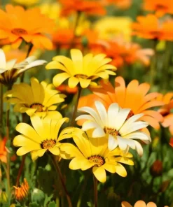 African Daisy Seeds – Dimorphotheca sinuata – 200 Seeds for Pollinator Gardens - Image 3
