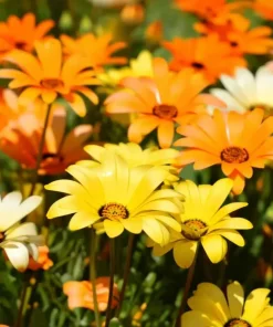African Daisy Seeds – Dimorphotheca sinuata – 200 Seeds for Pollinator Gardens - Image 4