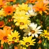 African Daisy Seeds – Dimorphotheca sinuata – 200 Seeds for Pollinator Gardens - Image 1