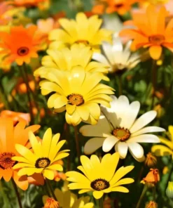 African Daisy Seeds – Dimorphotheca sinuata – 200 Seeds for Pollinator Gardens - Image 1