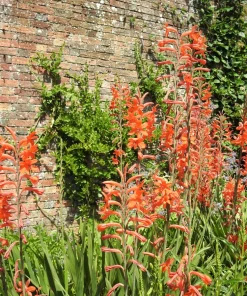 African Flag Chasmanthe Floribunda Flower Seeds - 5 Count, Red Orange Blooms - Image 10