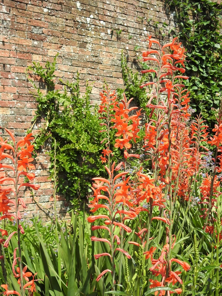 African Flag Chasmanthe Floribunda Flower Seeds - 5 Count, Red Orange Blooms - Image 10