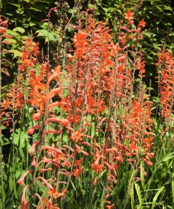 African Flag Chasmanthe Floribunda Flower Seeds - 5 Count, Red Orange Blooms - Image 11