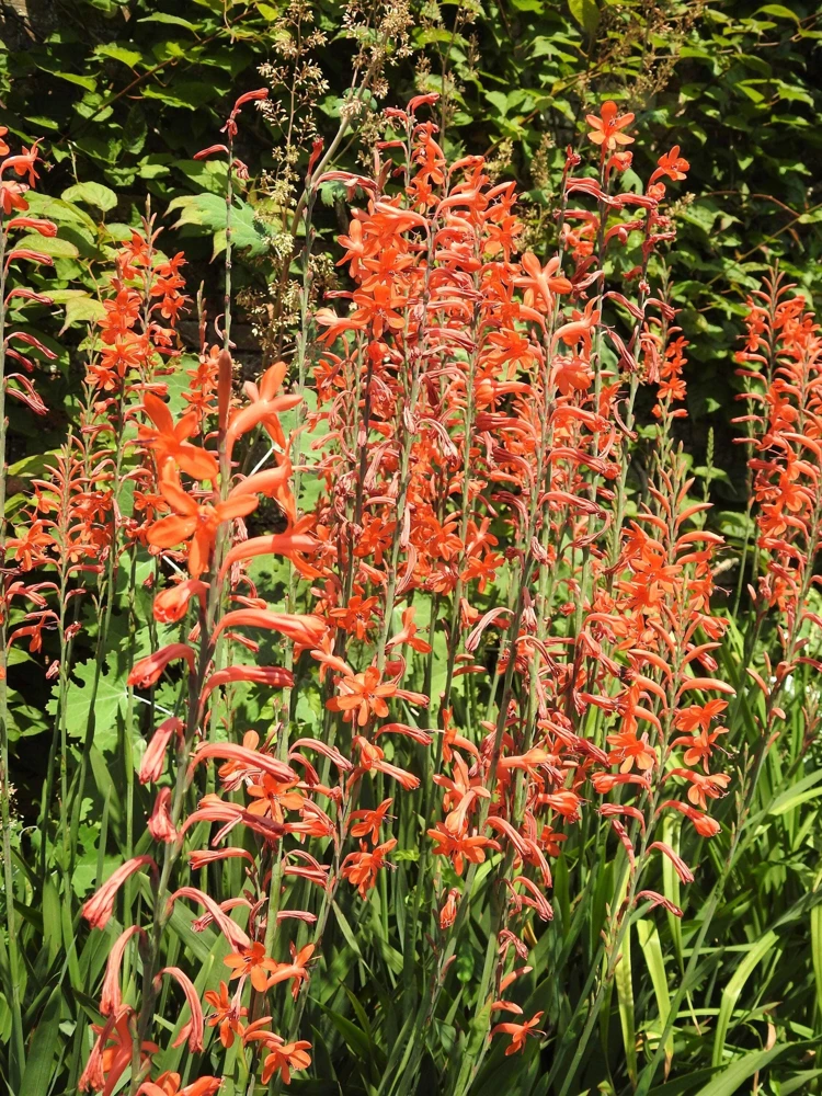 African Flag Chasmanthe Floribunda Flower Seeds - 5 Count, Red Orange Blooms - Image 11
