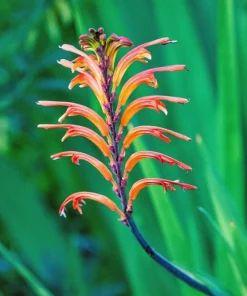 African Flag Chasmanthe Floribunda Flower Seeds - 5 Count, Red Orange Blooms - Image 2