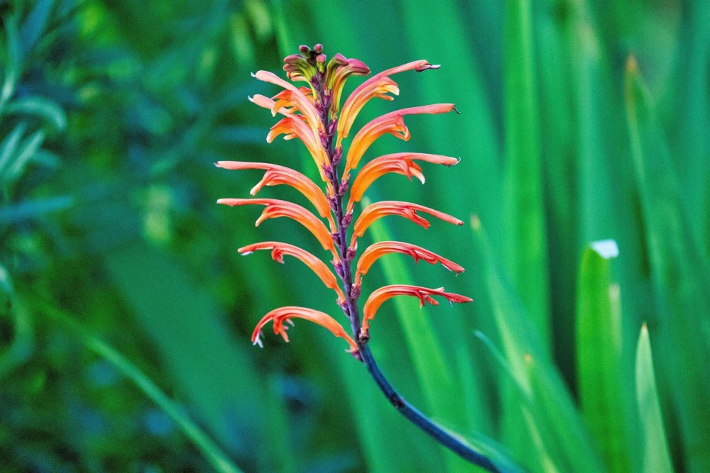 African Flag Chasmanthe Floribunda Flower Seeds - 5 Count, Red Orange Blooms - Image 2