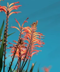 African Flag Chasmanthe Floribunda Flower Seeds - 5 Count, Red Orange Blooms - Image 3