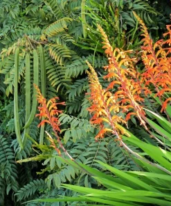 African Flag Chasmanthe Floribunda Flower Seeds - 5 Count, Red Orange Blooms - Image 5