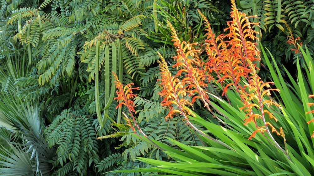 African Flag Chasmanthe Floribunda Flower Seeds - 5 Count, Red Orange Blooms - Image 5
