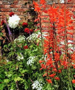 African Flag Chasmanthe Floribunda Flower Seeds - 5 Count, Red Orange Blooms - Image 6