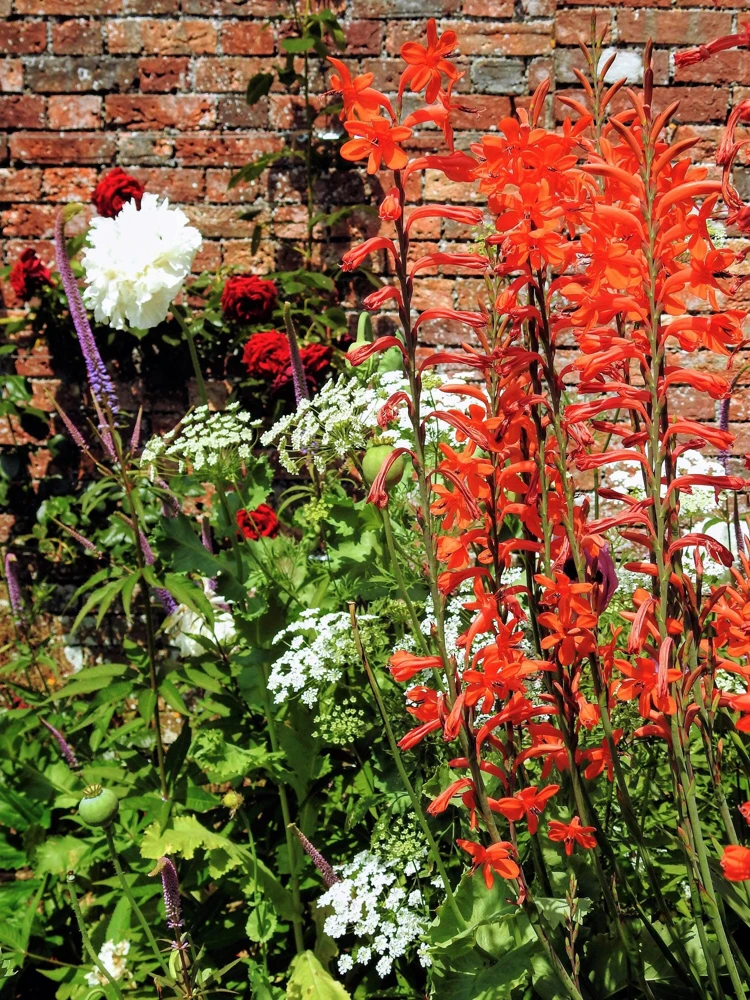African Flag Chasmanthe Floribunda Flower Seeds - 5 Count, Red Orange Blooms - Image 6