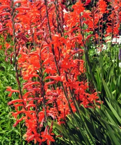 African Flag Chasmanthe Floribunda Flower Seeds - 5 Count, Red Orange Blooms - Image 7