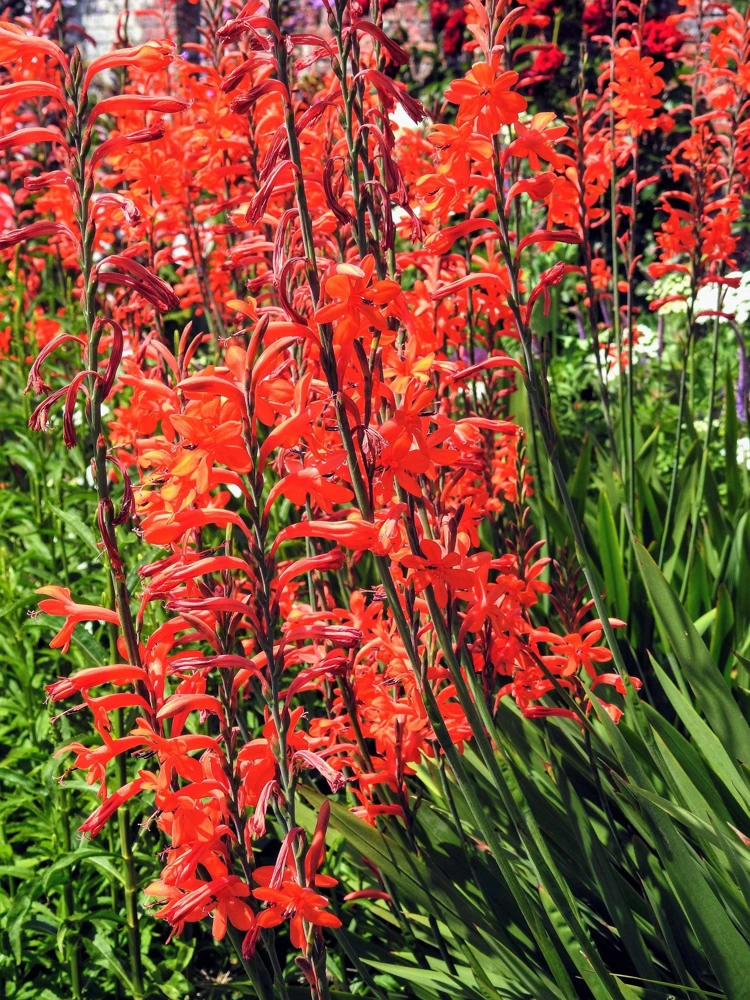 African Flag Chasmanthe Floribunda Flower Seeds - 5 Count, Red Orange Blooms - Image 7