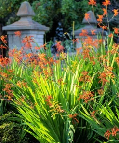 African Flag Chasmanthe Floribunda Flower Seeds - 5 Count, Red Orange Blooms - Image 8
