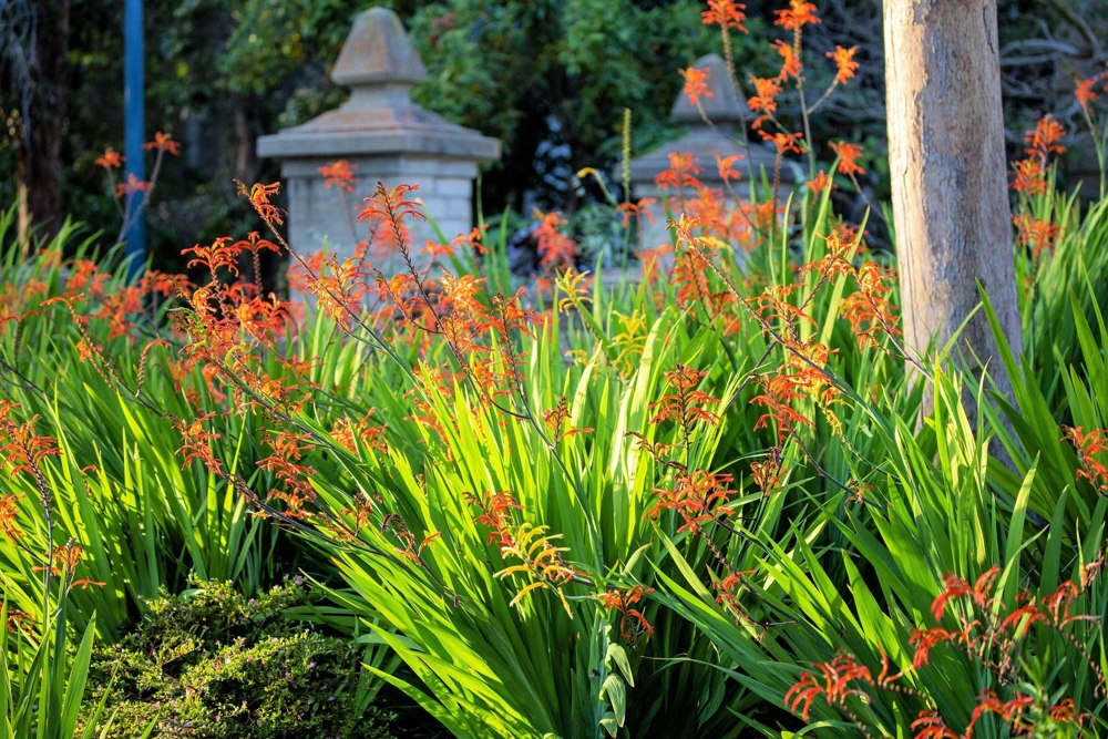 African Flag Chasmanthe Floribunda Flower Seeds - 5 Count, Red Orange Blooms - Image 8