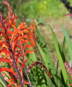 African Flag Chasmanthe Floribunda Flower Seeds - 5 Count, Red Orange Blooms - Image 9