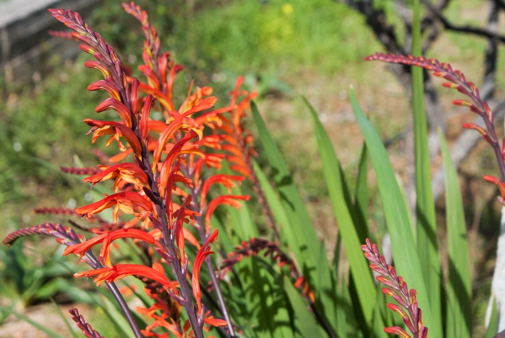 African Flag Chasmanthe Floribunda Flower Seeds - 5 Count, Red Orange Blooms - Image 9